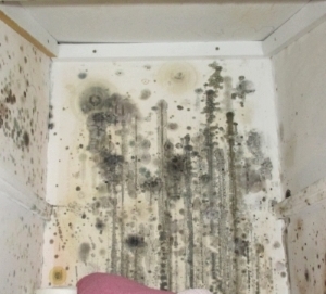 Mold in home