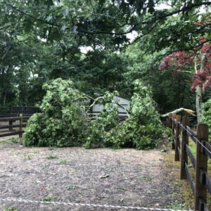 Cape Cod Tornado Wind downs Brewster Tree at Farm