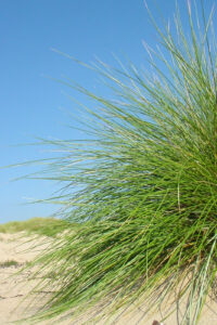 dune-grass