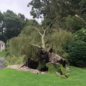 Cape Cod Tornado Damage Willow Tree Uproots in Brewster, MA